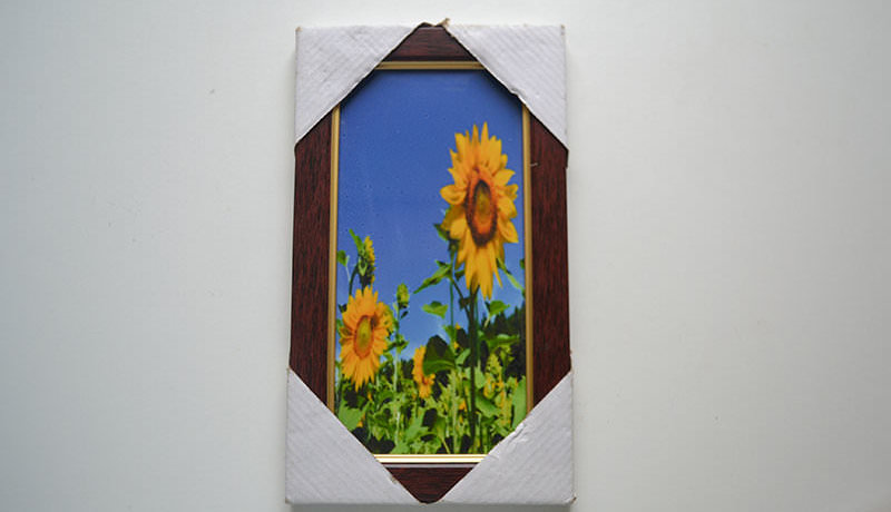 Idiot-Stretched Sunflower Picture